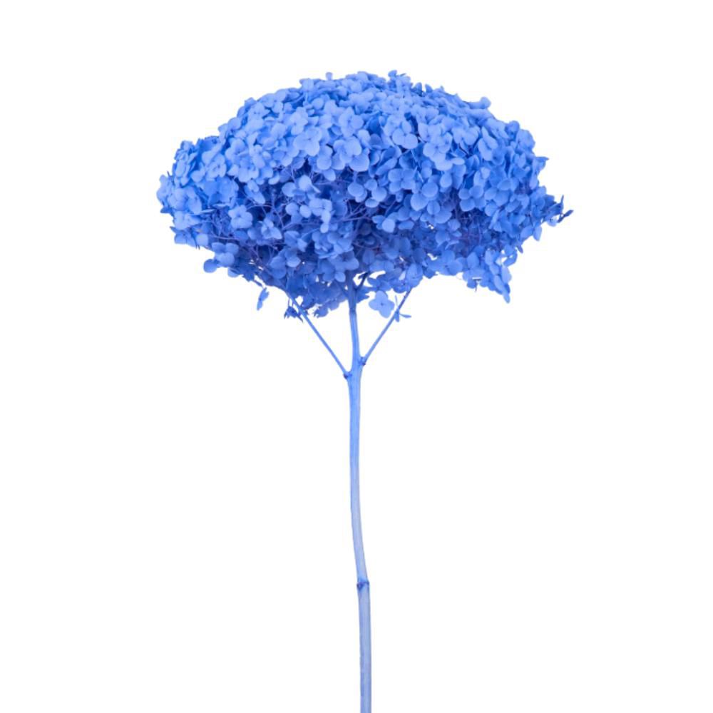 HYDRANGEA STABILIZZATA CM.52 -ANNABELLE- BLU