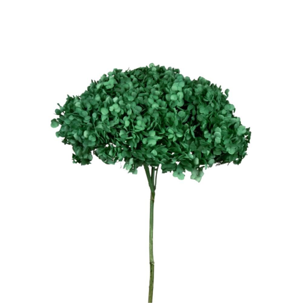 HYDRANGEA STABILIZZATA CM.52 -ANNABELLE FOREST GREEN- VERDE HYDRANGEA STABILIZZATA CM.52 -ANNABELLE FOREST GREEN- VERDE