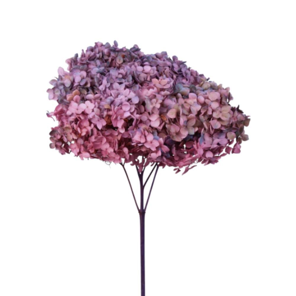 HYDRANGEA STABILIZZATA CM.52 -ANNABELLE- ROSA/VIOLA HYDRANGEA STABILIZZATA CM.52 -ANNABELLE- ROSA/VIOLA
