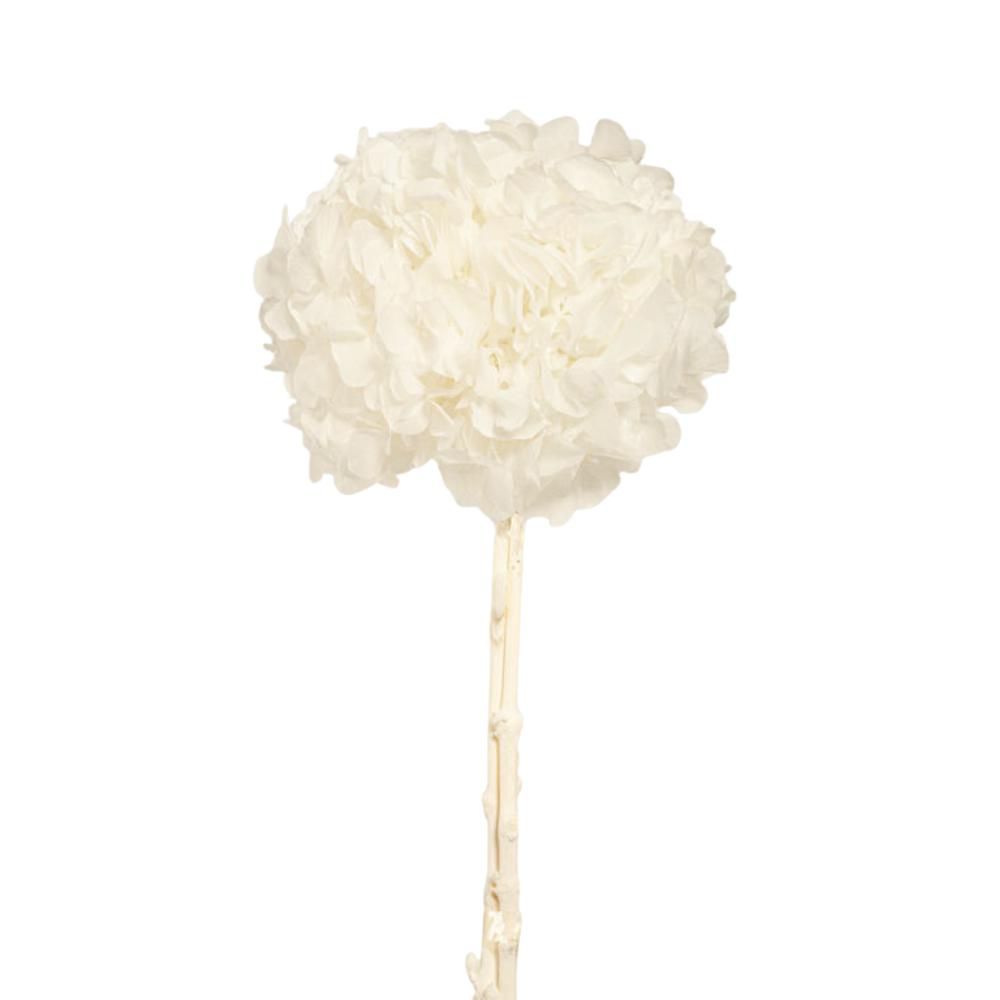 HYDRANGEA STABILIZZATA CM.52 -BIG LEAF- BIANCO