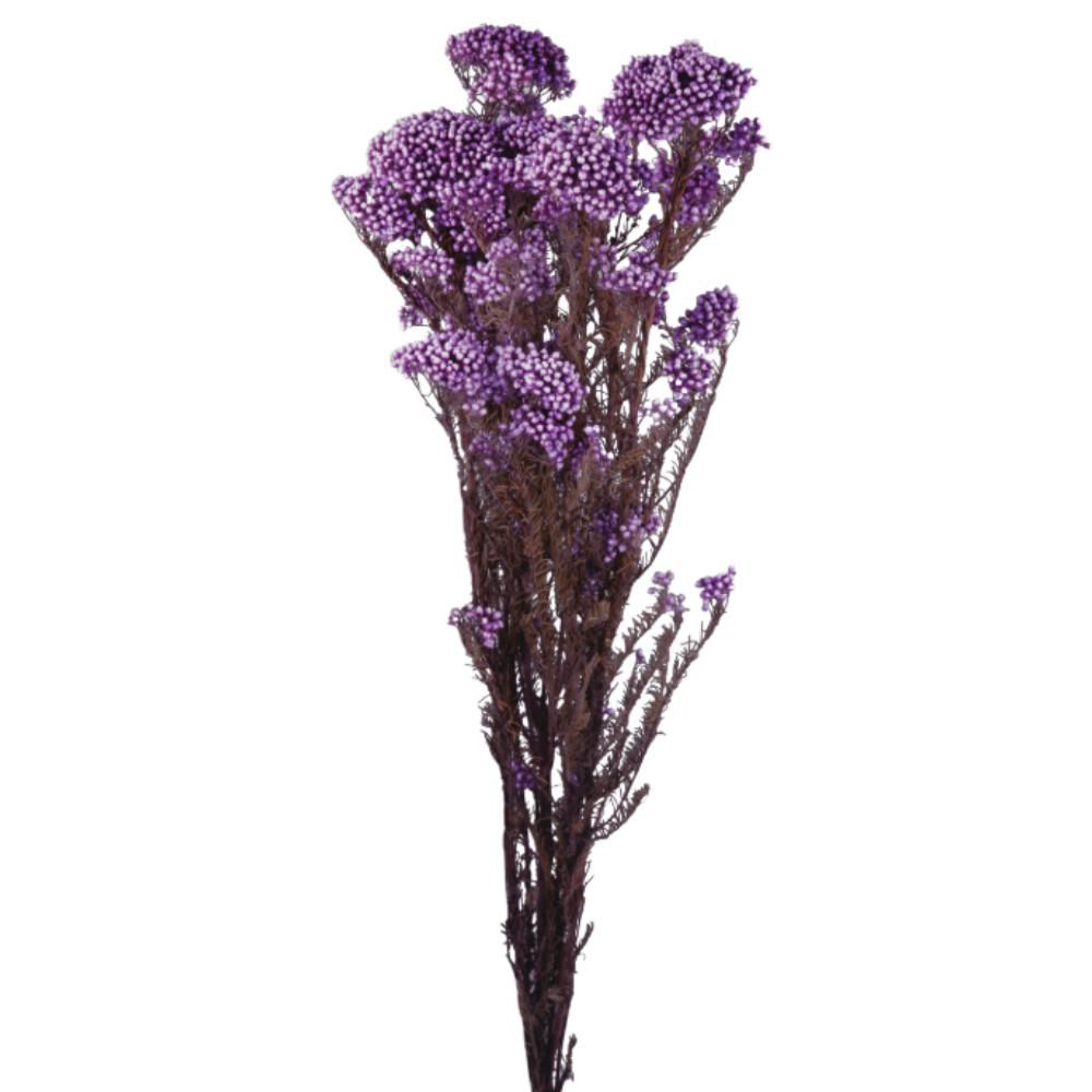HELICHRYSUM MAZZO CM.70VIOLA HELICHRYSUM MAZZO CM.70VIOLA