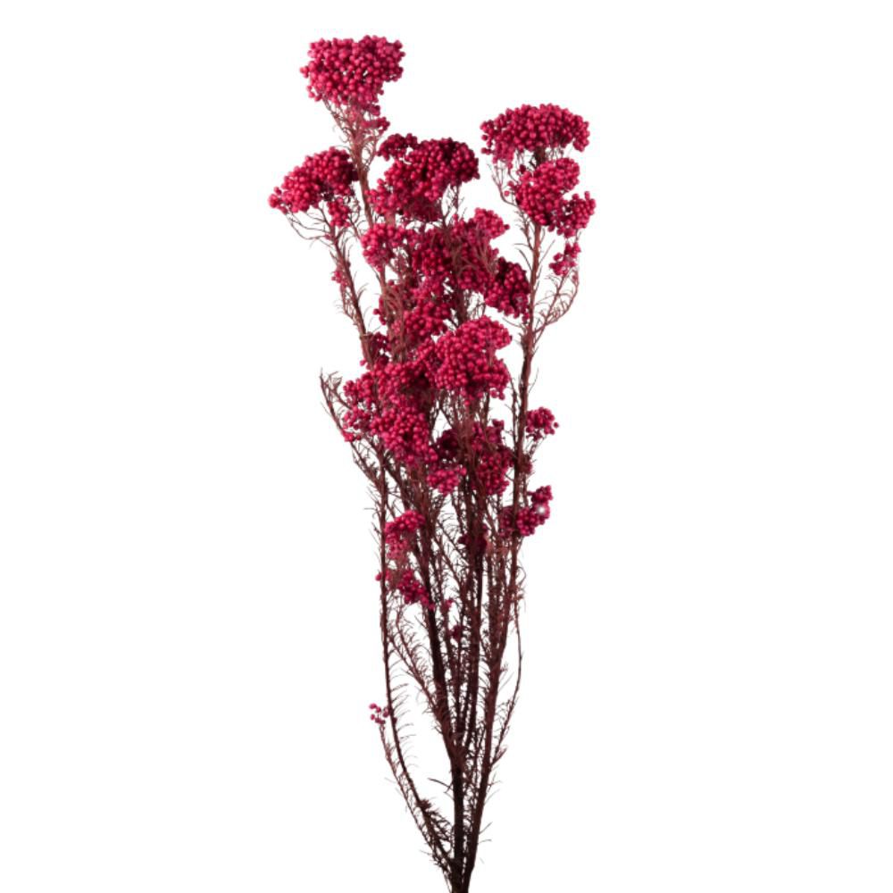 HELICHRYSUM MAZZO CM.70MAGENTA