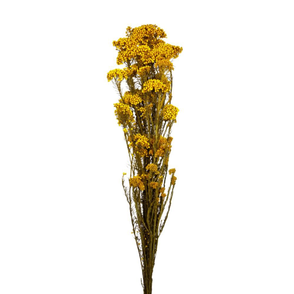 HELICHRYSUM MAZZO CM.70GIALLO HELICHRYSUM MAZZO CM.70GIALLO