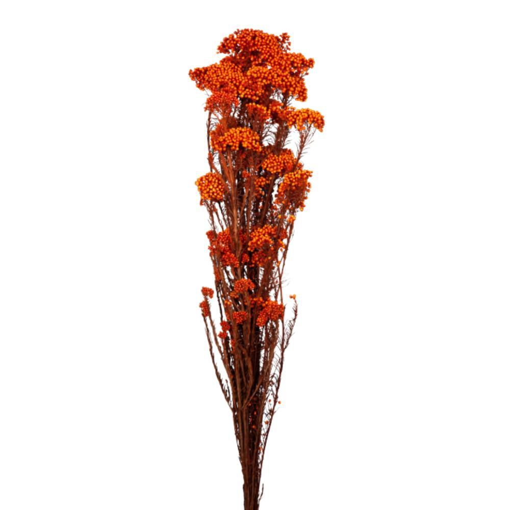 HELICHRYSUM MAZZO CM.70ARANCIONE HELICHRYSUM MAZZO CM.70ARANCIONE