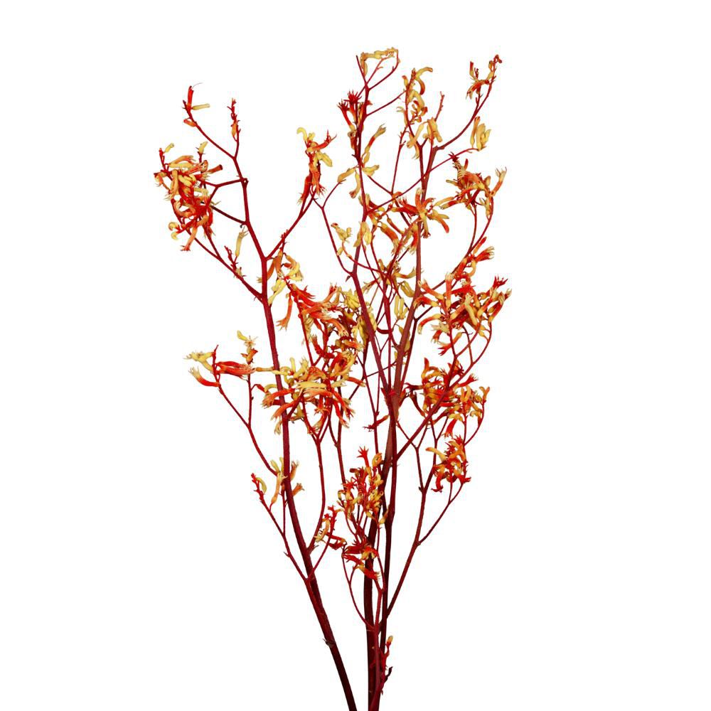 ANIGOZANTHOS STABILIZZATO 3X CM.70 ARANCIONE ANIGOZANTHOS STABILIZZATO 3X CM.70 ARANCIONE