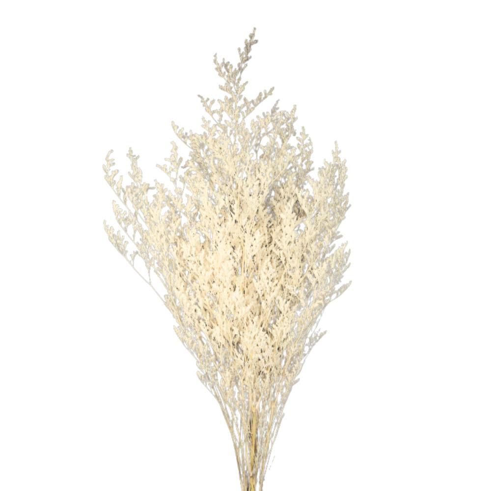 LIMONIUM STABILIZZATO 80GR. CM.70 BIANCO