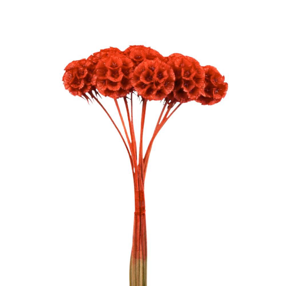 SCABIOSA STABILIZZATA 10PZ. CM.40 ARANCIONE SCABIOSA STABILIZZATA 10PZ. CM.40 ARANCIONE