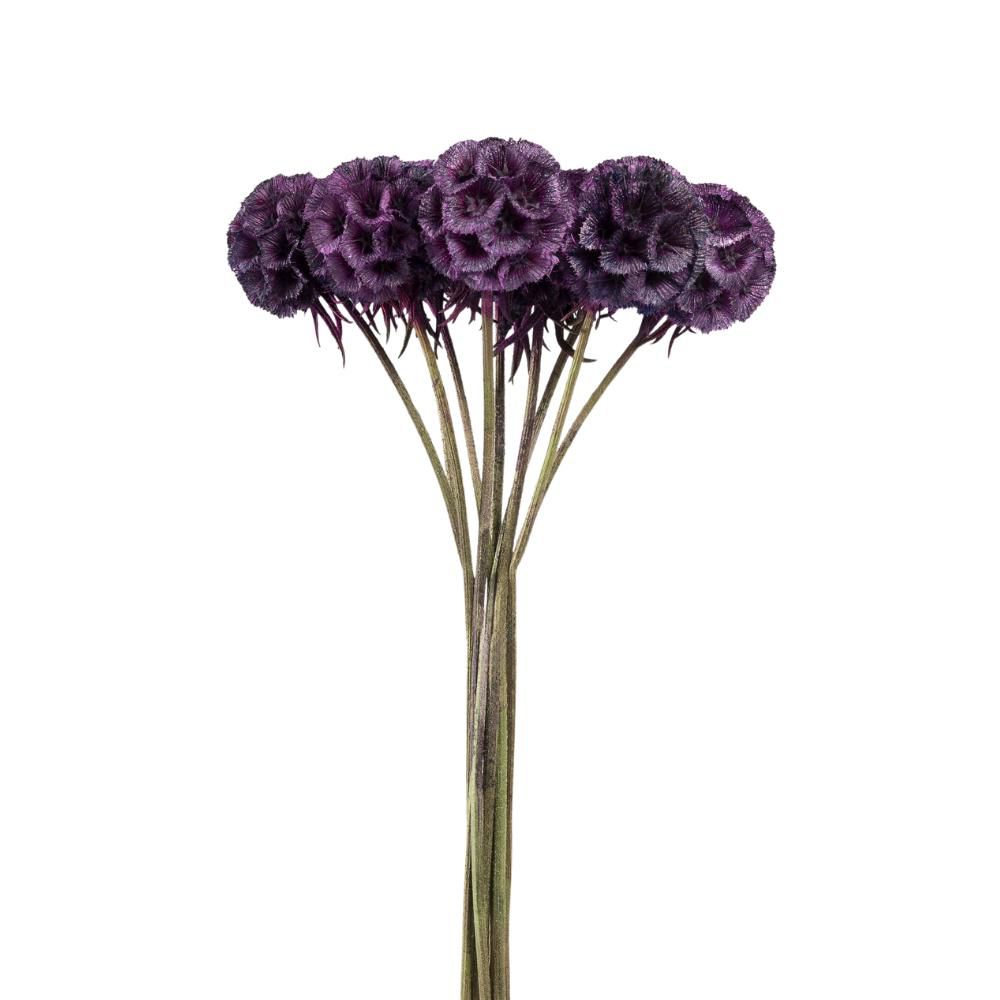 SCABIOSA STABILIZZATA 10PZ. CM.40 VIOLA SCABIOSA STABILIZZATA 10PZ. CM.40 VIOLA