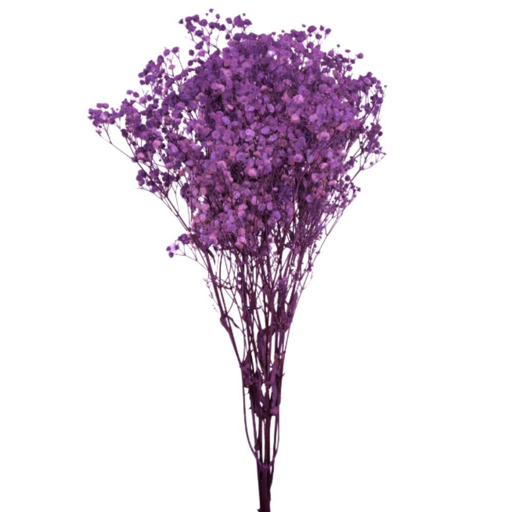 GYPSOPHILA STABILIZZATAGR.120 CM.75 VIOLA