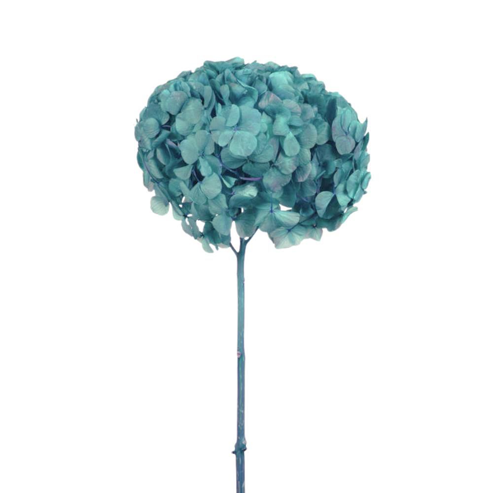 HYDRANGEA STABILIZZATA CM.52 -BIG LEAF- VERDE