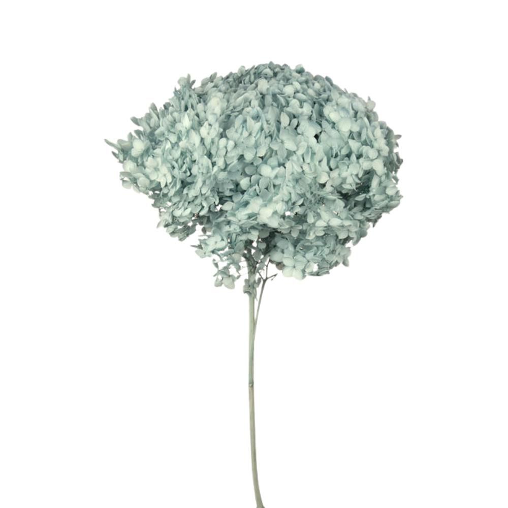 HYDRANGEA STABILIZZATA CM.52 -ANNABELLE- TIFFANY HYDRANGEA STABILIZZATA CM.52 -ANNABELLE- TIFFANY