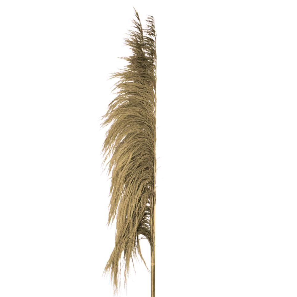 PAMPAS MAZZO 5 PZ. CM.120 NATURALE PAMPAS MAZZO 5 PZ. CM.120 NATURALE