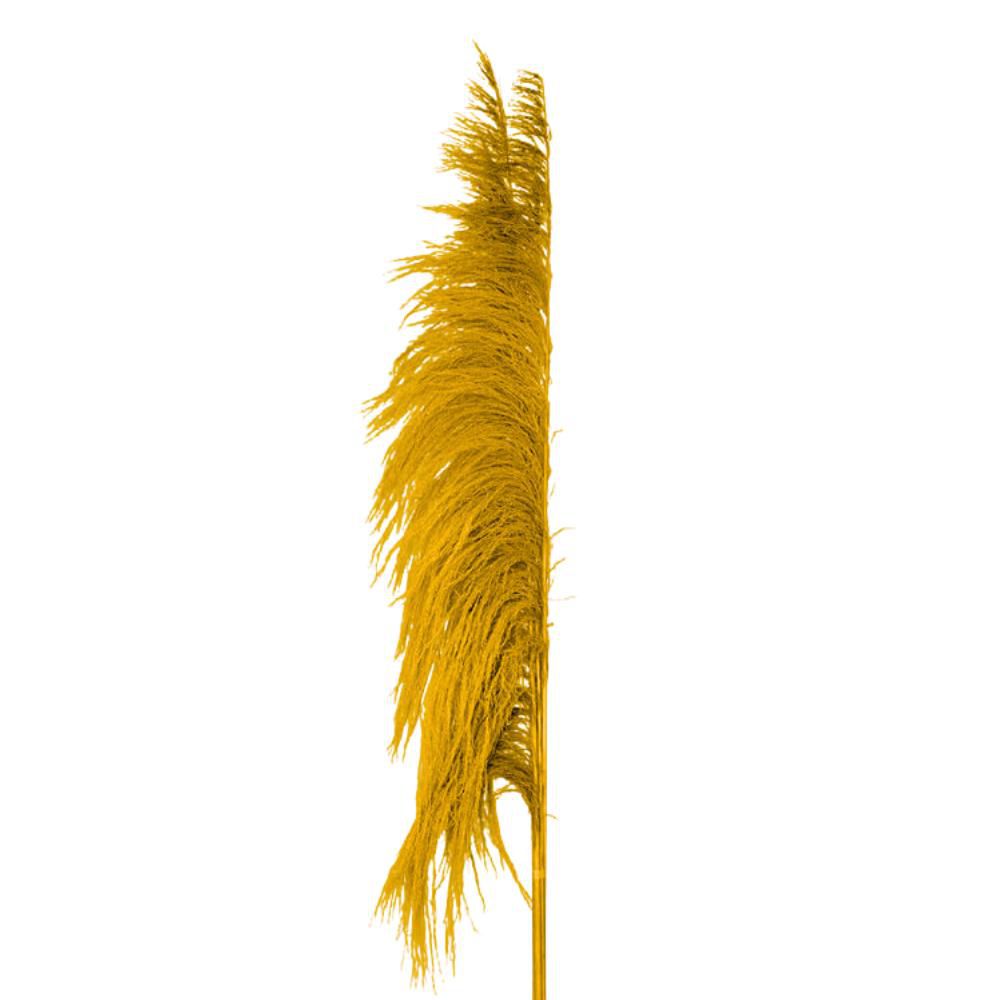 PAMPAS MAZZO 5 PZ. CM.120 OCRA PAMPAS MAZZO 5 PZ. CM.120 OCRA