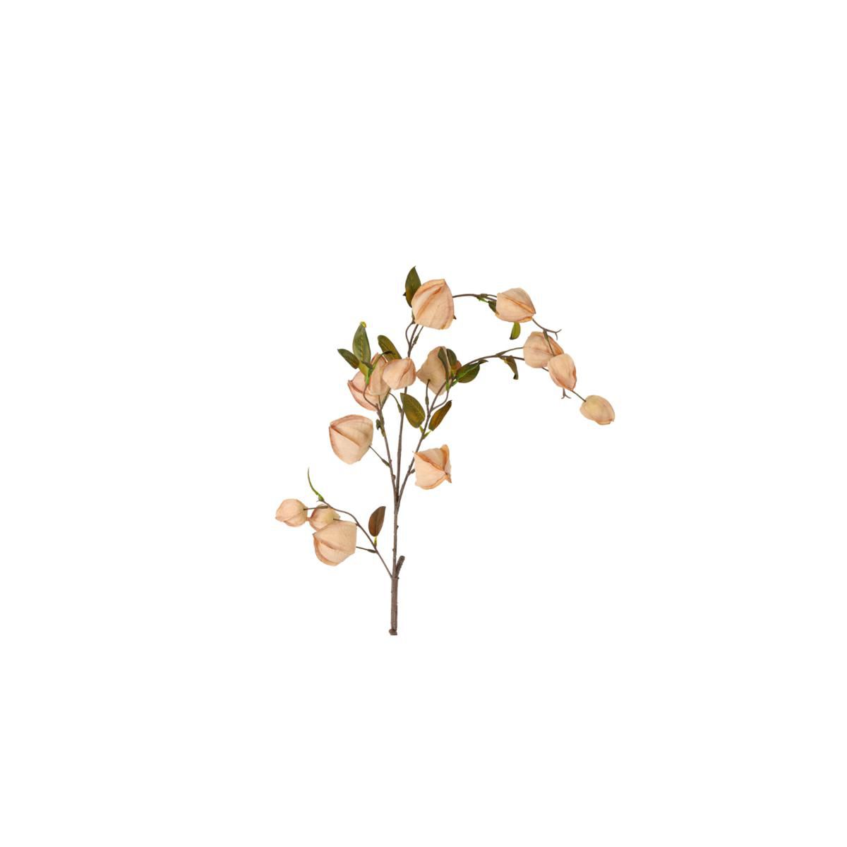PHISALIS RAMO CM.94 -MIRANDA- MARRONE