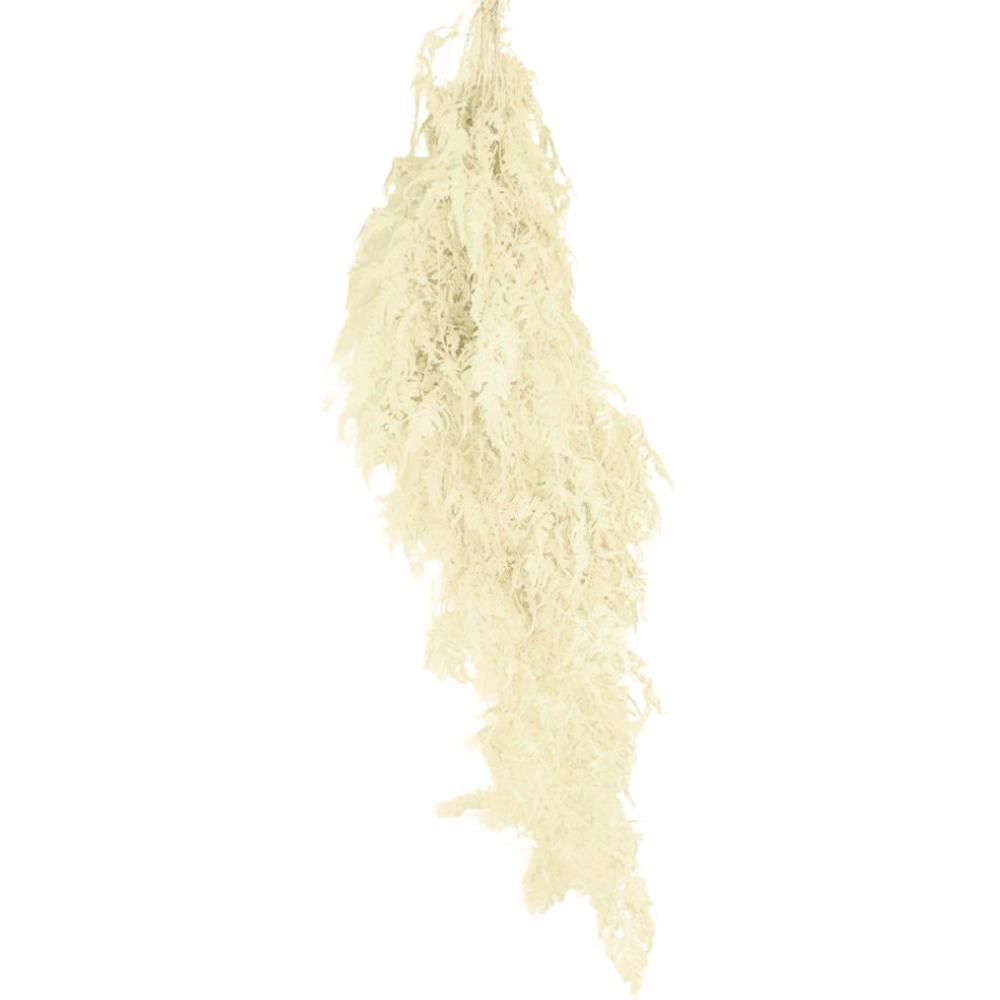 PLUMOSO-SPUNTONE MAZZO 10 STELI CM.100 BURRO