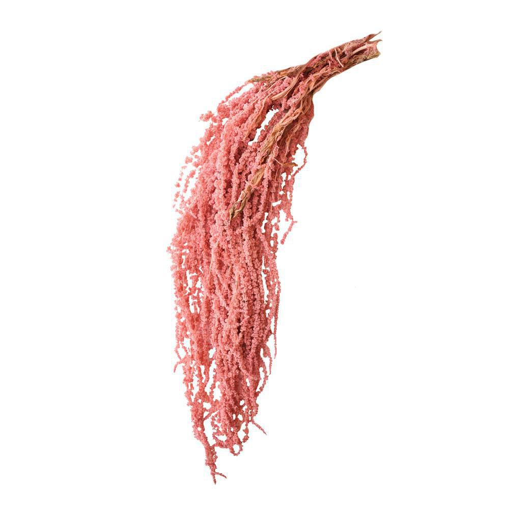 AMARANTHUS CAUD. GR.150CM.70 CIPRIA 141/P AMARANTHUS CAUD. GR.150CM.70 CIPRIA 141/P