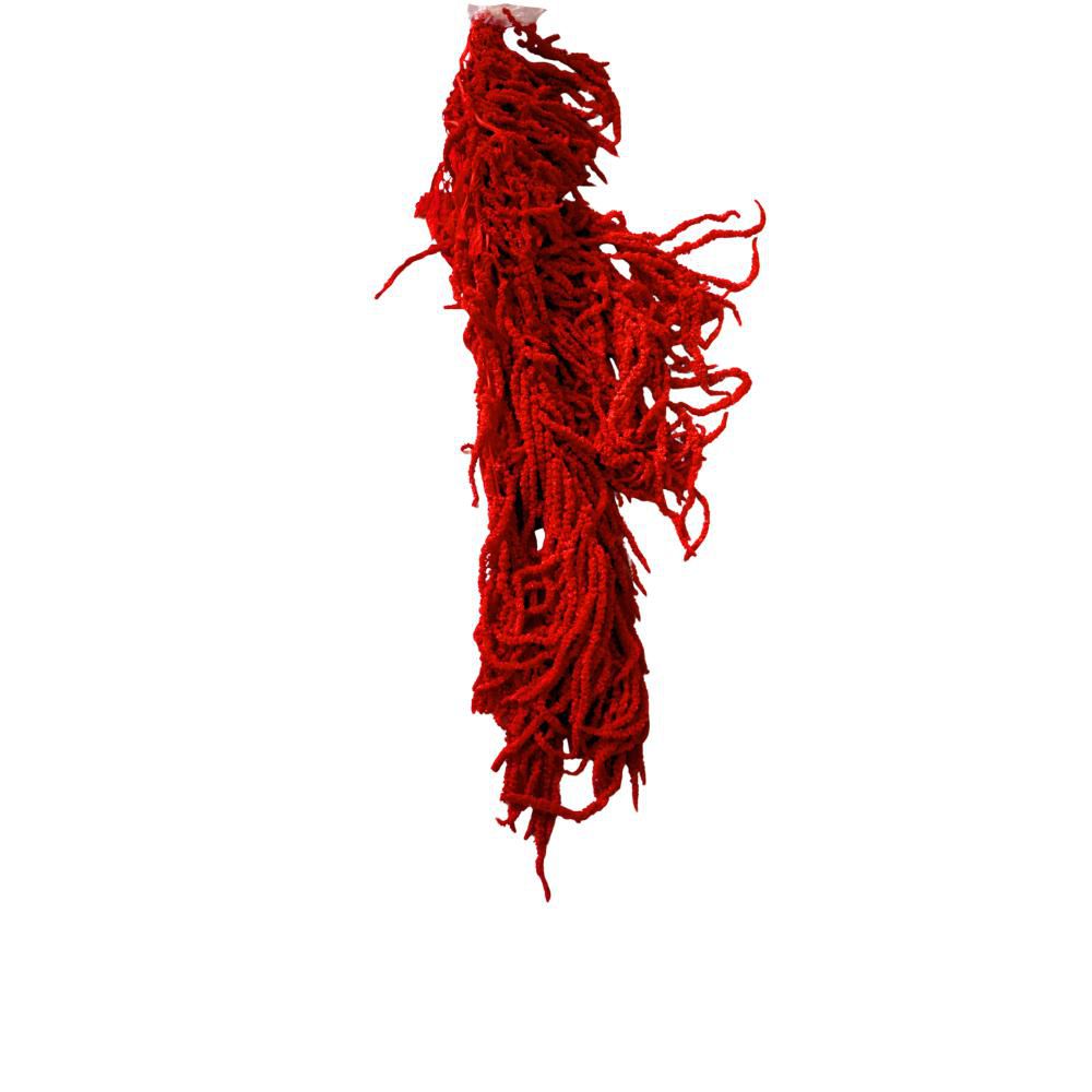 AMARANTHUS CAUD. GR.150CM.70 ROSSO 10/P