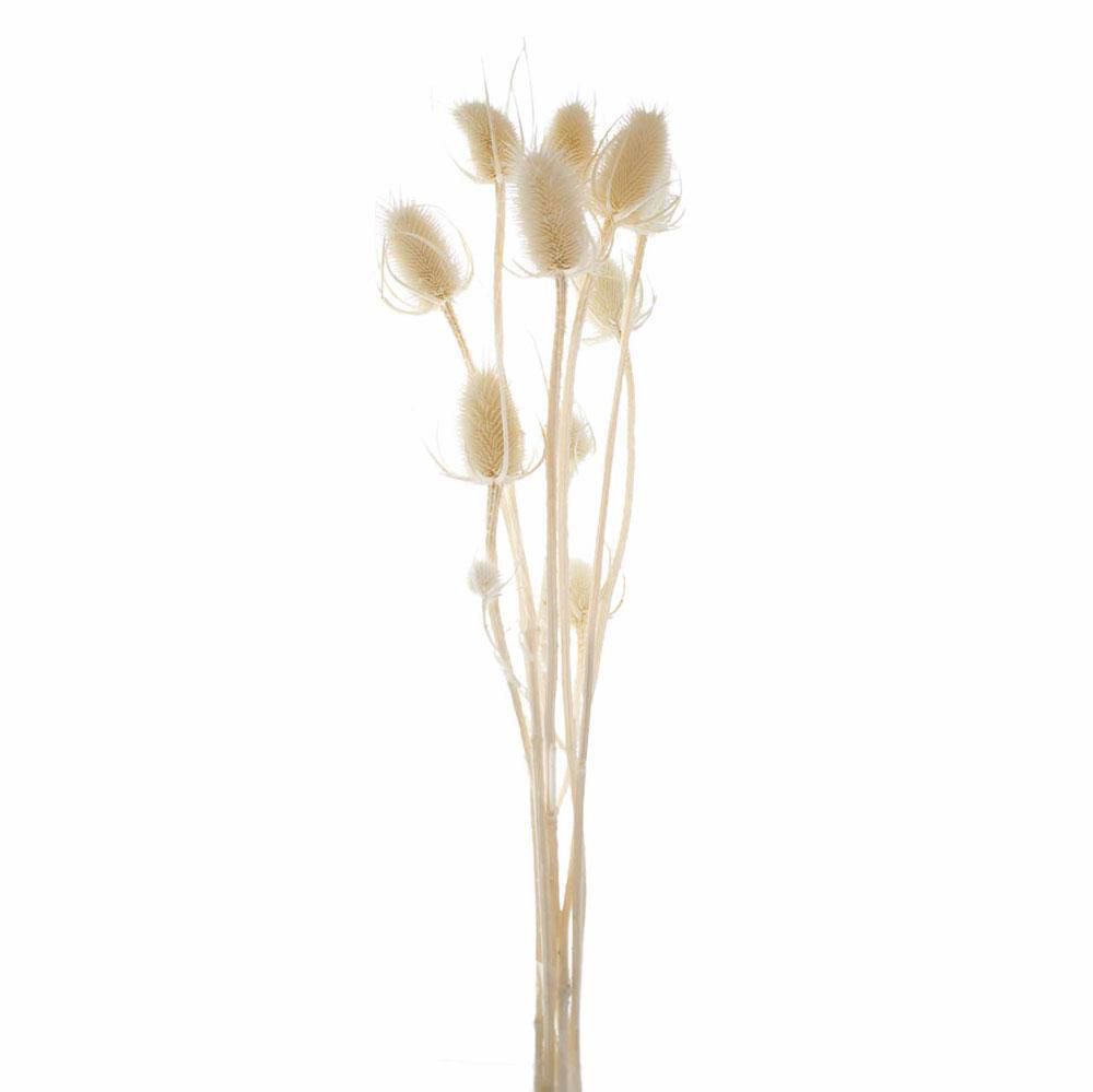 CARDO PALUSTRE CONF.PZ.10 CM.60 BIANCO