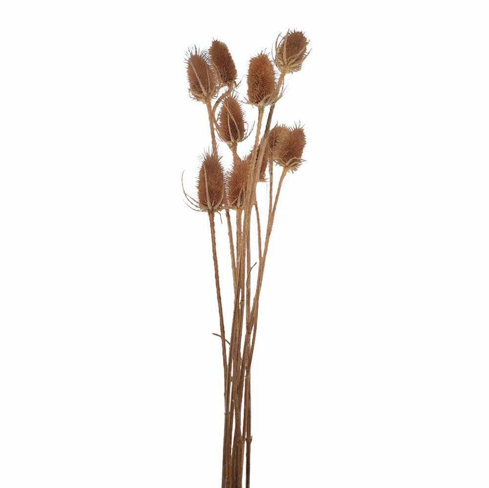 CARDO PALUSTRE CONF.PZ.10 CM.70 NATURALE