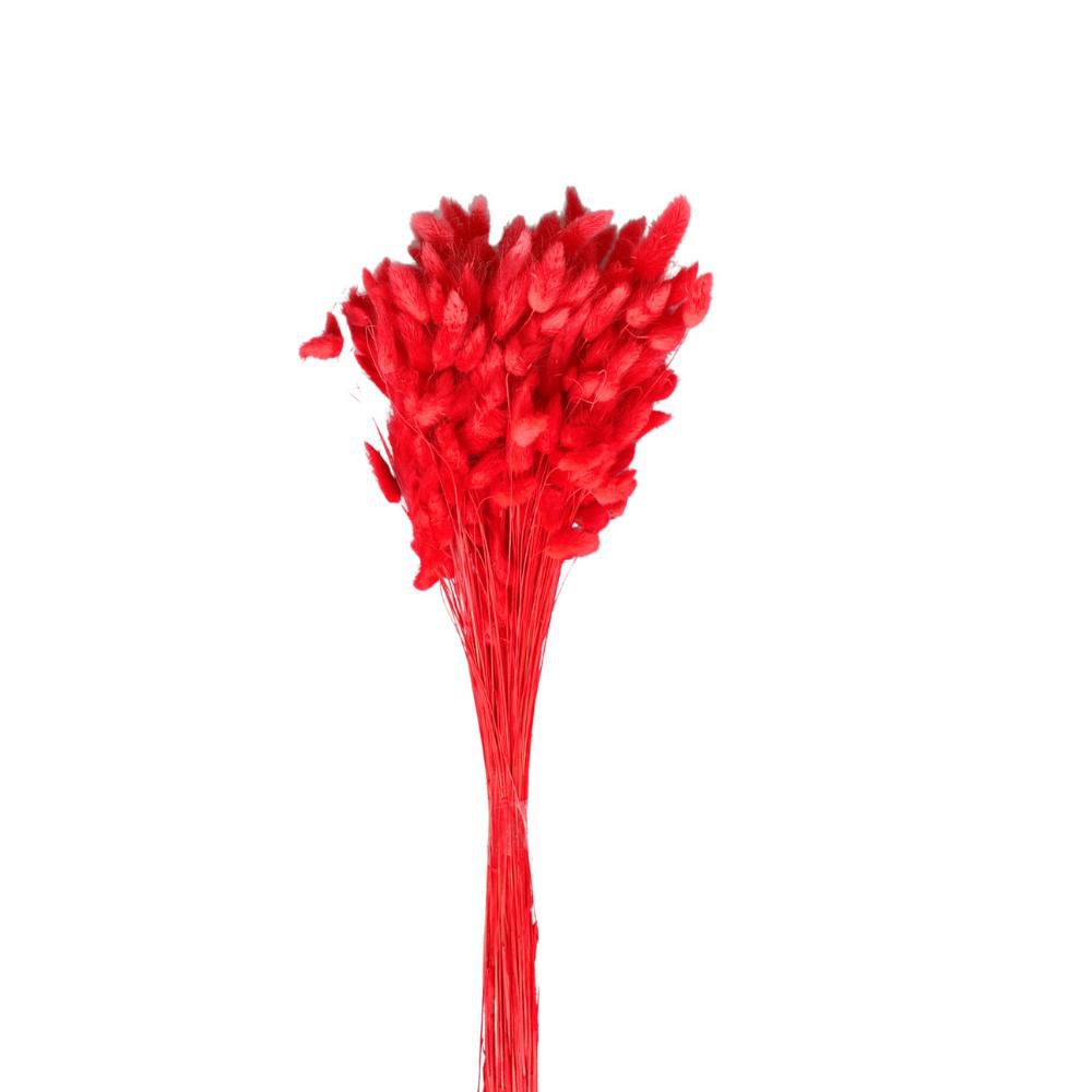 LAGURUS IN BUSTA A CONOGR.100 ROSSO 10/P
