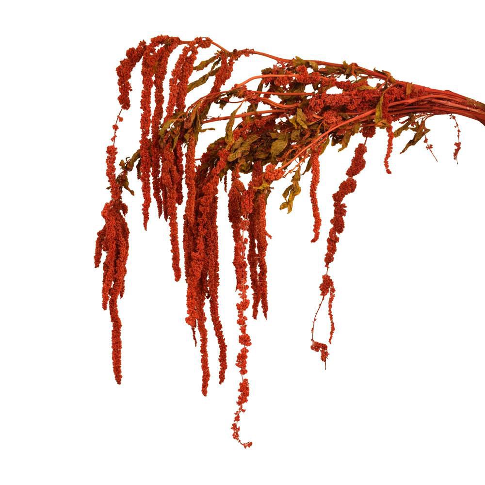 AMARANTHUS CAUD GR.150 CM.70 ROSSO 10/N AMARANTHUS CAUD GR.150 CM.70 ROSSO 10/N