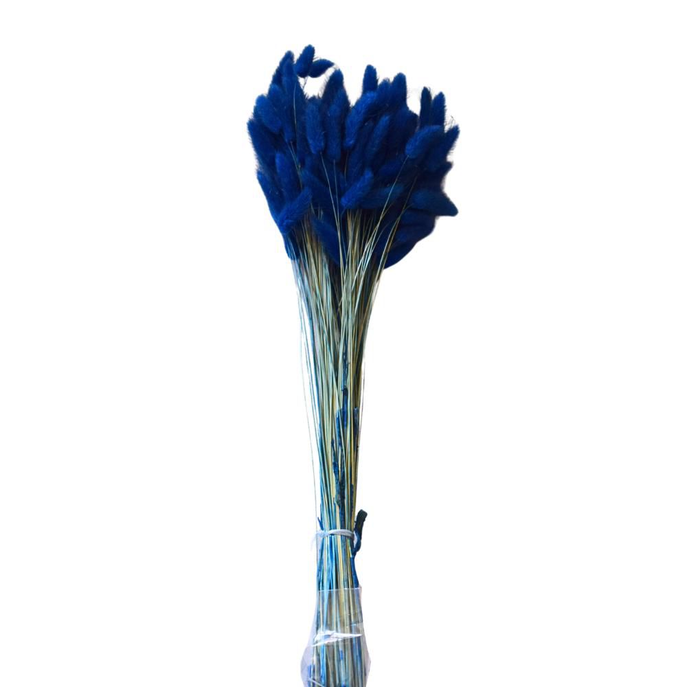 LAGURUS IN BUSTA A CONOGR.100 BLU/16 LAGURUS IN BUSTA A CONOGR.100 BLU/16