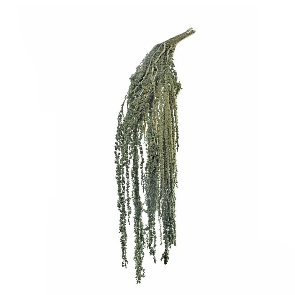 AMARANTHUS CAUD. GR.150CM.70 ICE GREEN 201/P AMARANTHUS CAUD. GR.150CM.70 ICE GREEN 201/P