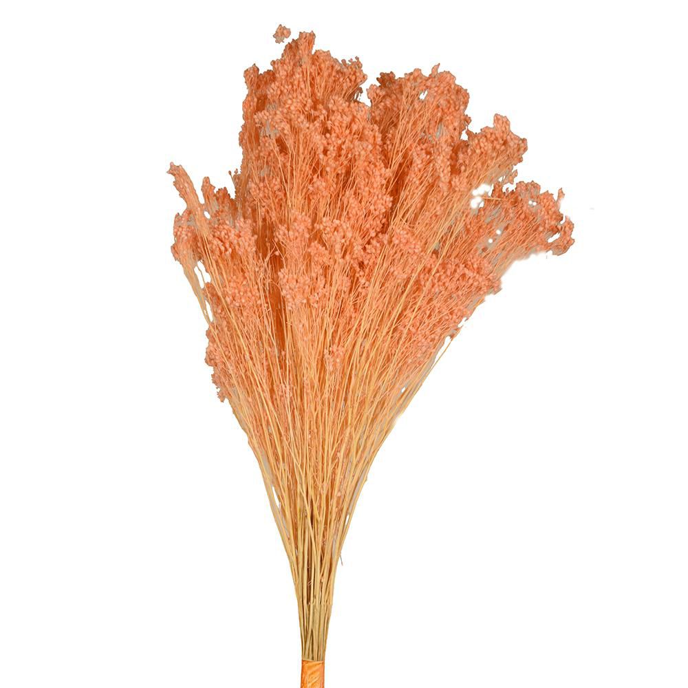 BROOM BLOOM GR.100 MELONE 107/P