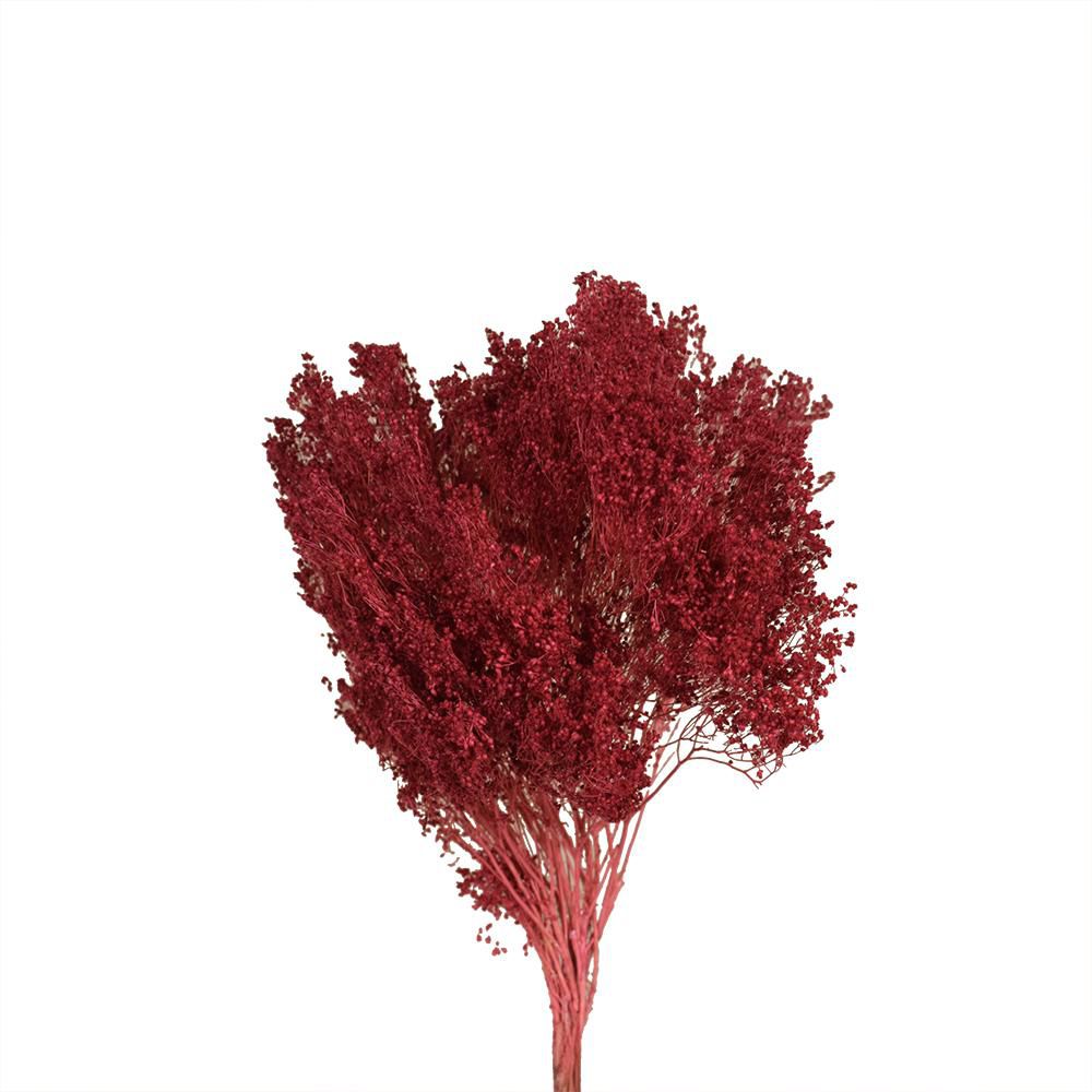 BROOM BLOOM GR.100 LAMPONE 127/P BROOM BLOOM GR.100 LAMPONE 127/P