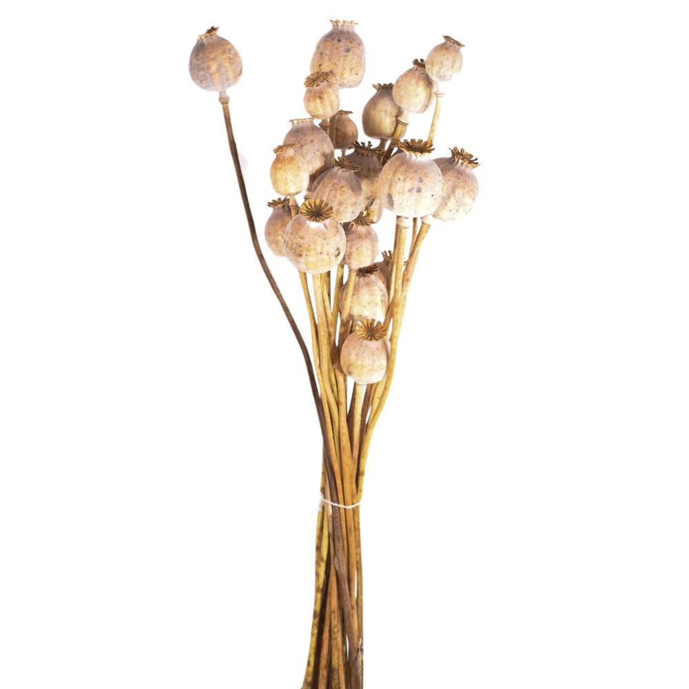 PAPAVERINO OLANDESE MAZZO PZ.20 NATURALE PAPAVERINO OLANDESE MAZZO PZ.20 NATURALE