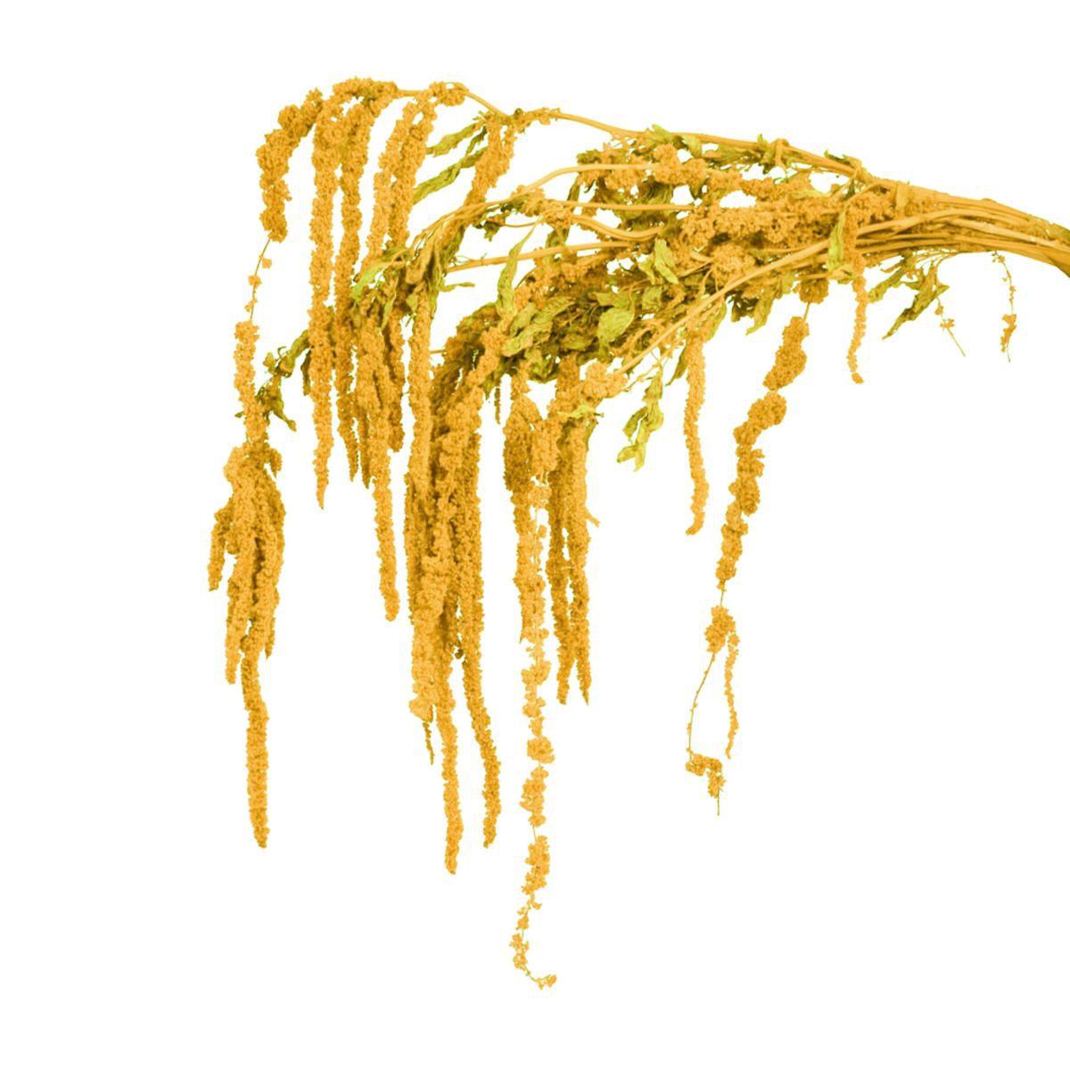 AMARANTHUS CAUD. GR.150CM.70 GIALLO ORO/03 AMARANTHUS CAUD. GR.150CM.70 GIALLO ORO/03