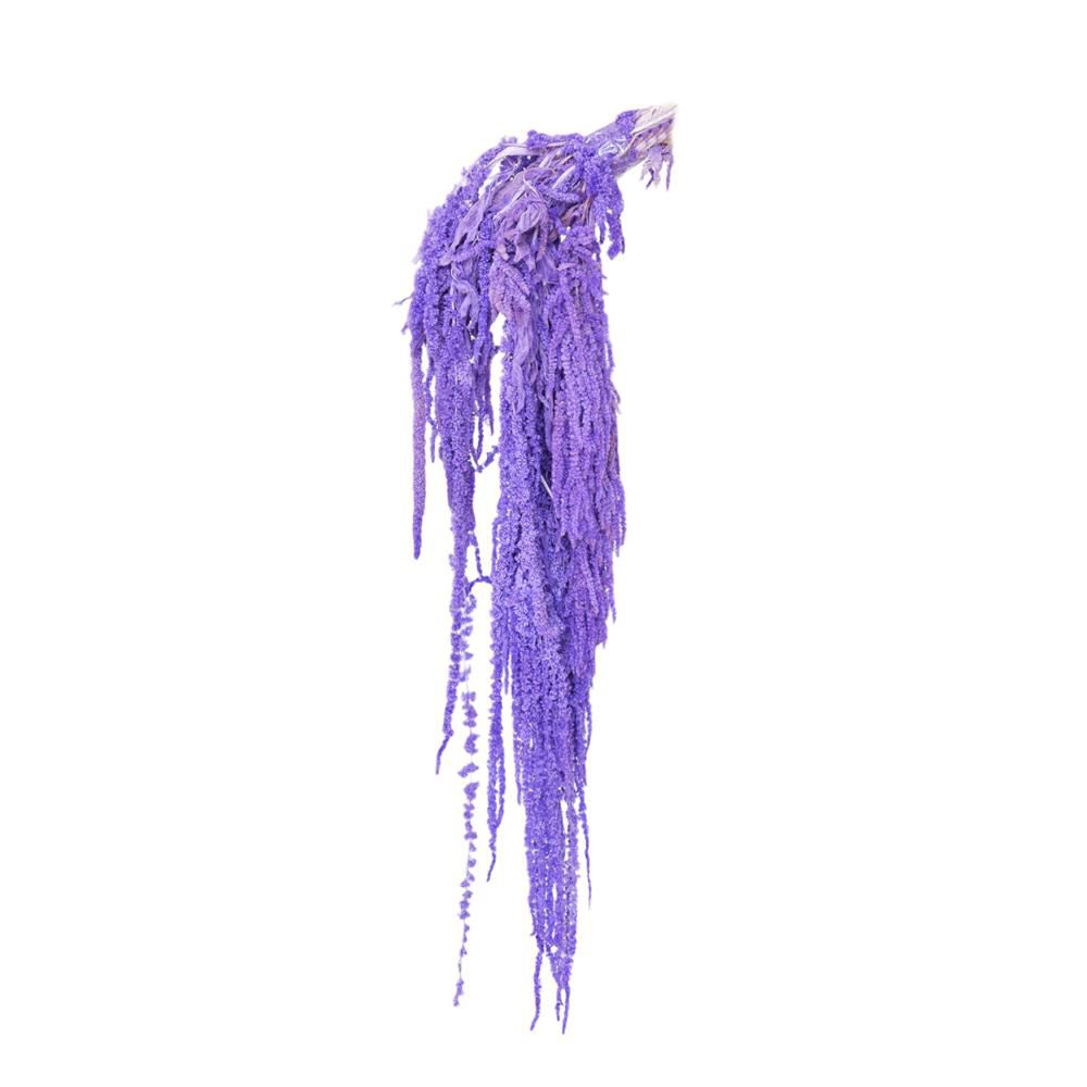 AMARANTHUS CAUD. GR.150CM.70 VIOLA 128/F AMARANTHUS CAUD. GR.150CM.70 VIOLA 128/F