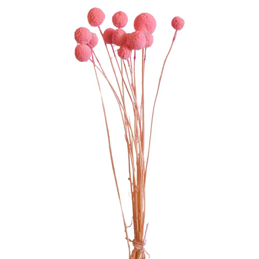 CRASPEDIA MAZZO 10 PZ. CM.73 ROSA 109/P CRASPEDIA MAZZO 10 PZ. CM.73 ROSA 109/P