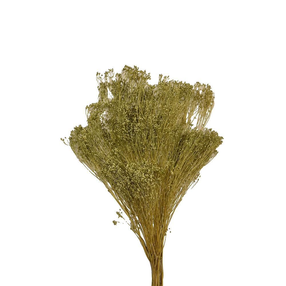 BROOM BLOOM GR.100 ICE GREEN 201/P BROOM BLOOM GR.100 ICE GREEN 201/P