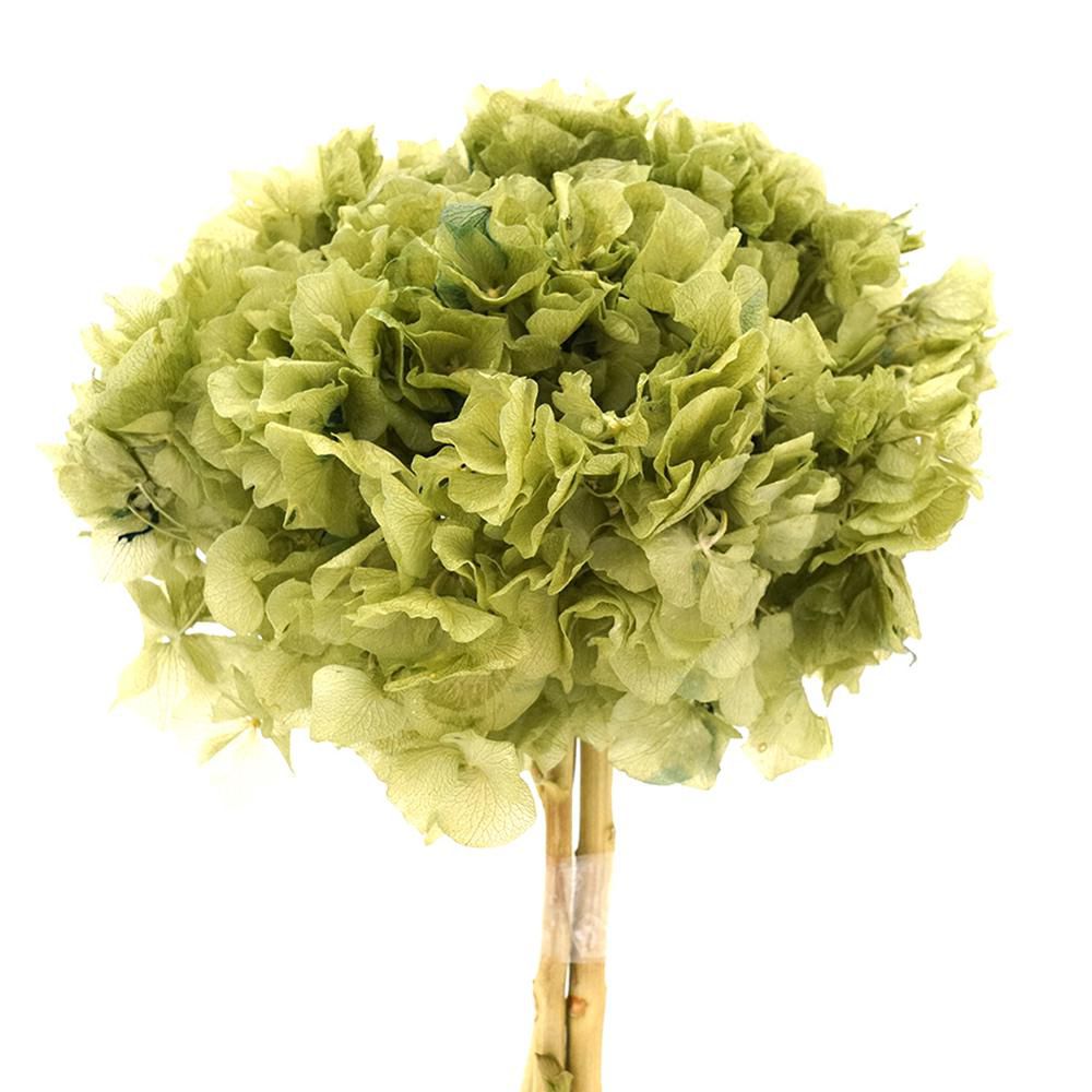 HYDRANGEA STABILIZZATA CM.40 ICE GREEN 201/P HYDRANGEA STABILIZZATA CM.40 ICE GREEN 201/P