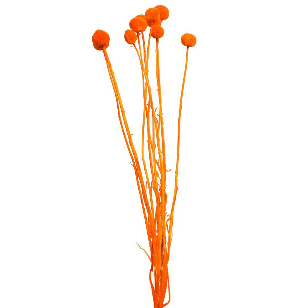 CRASPEDIA MAZZO 10 PZ. CM.73 ALBICOCCA 41