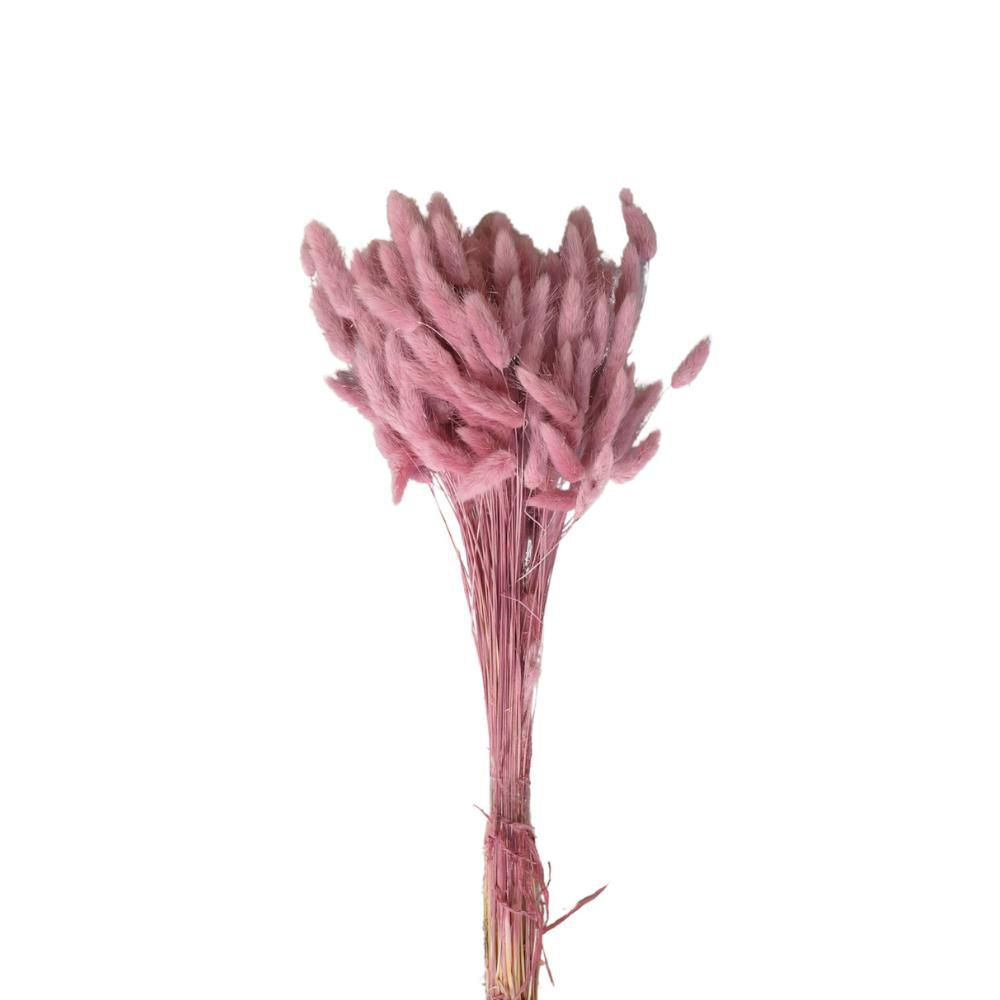 LAGURUS IN BUSTA A CONOGR.100 CM.60-70 SAMBUCO 238/P