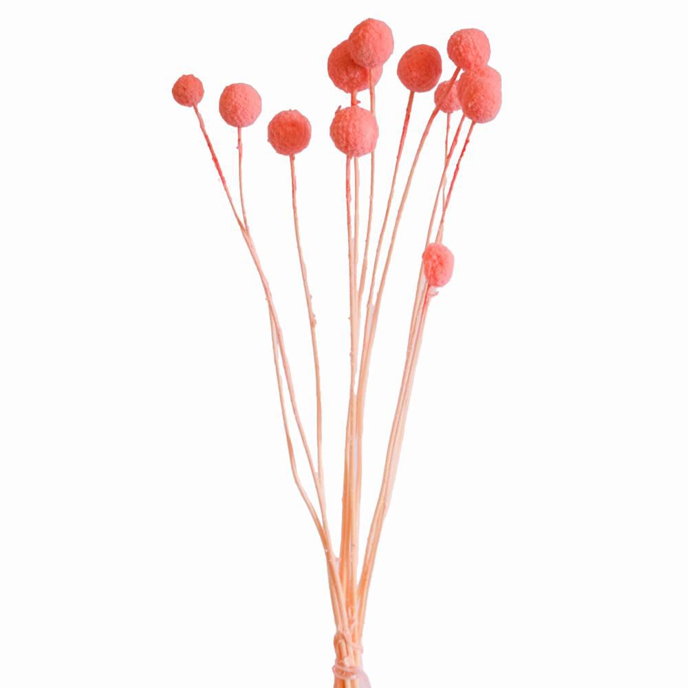CRASPEDIA MAZZO 10 PZ. CM.73 ROSA CIPRIA 141/P