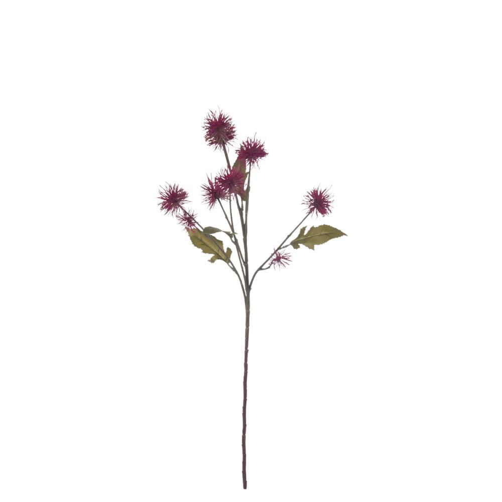 XANTHIUM 10X CM. PURPLE