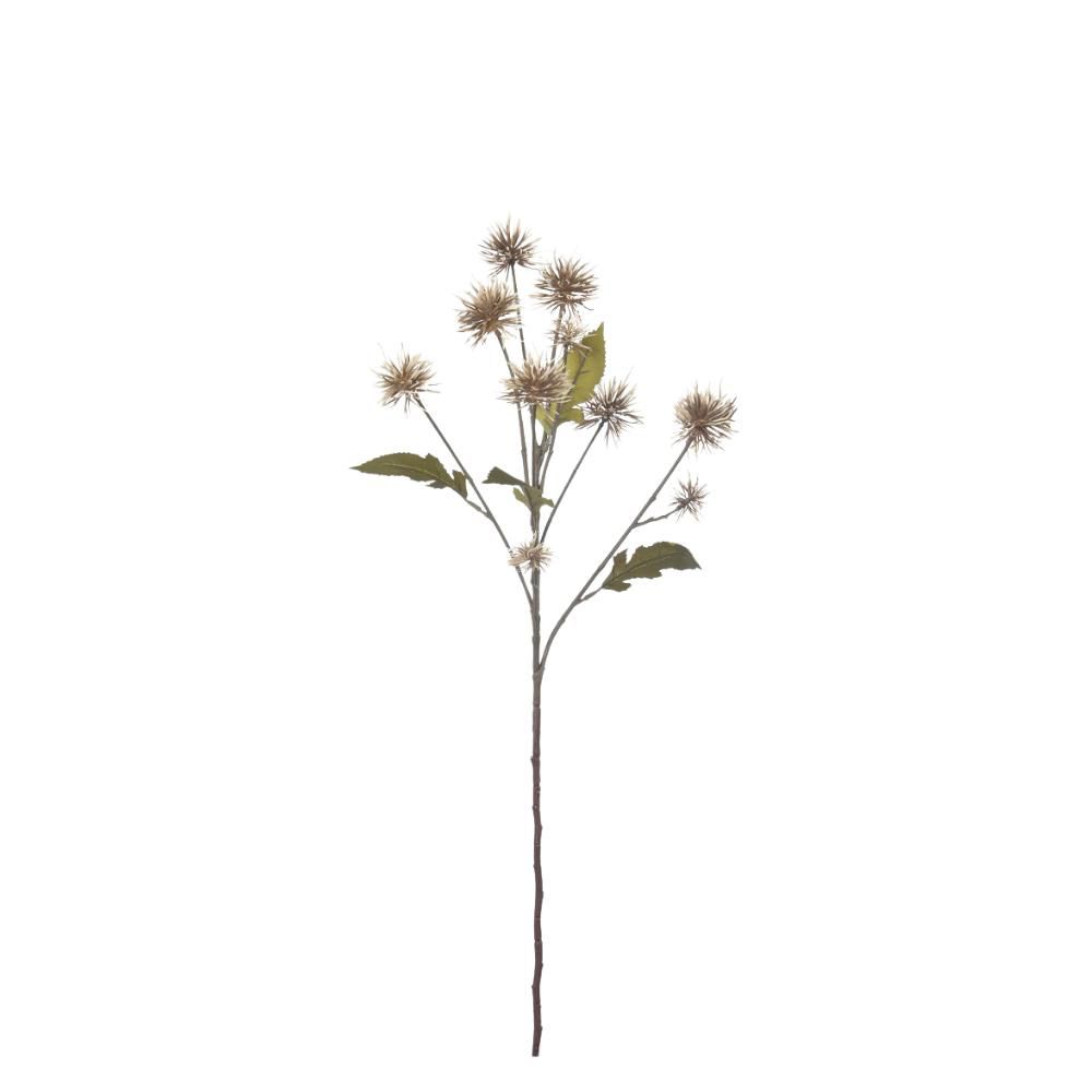 XANTHIUM 10X CM. MARRONE CHIARO
