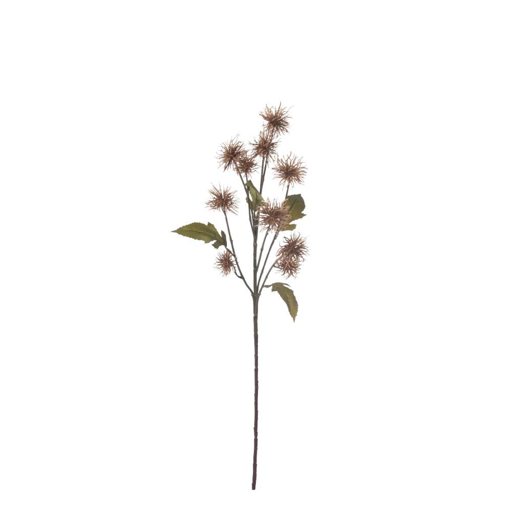 XANTHIUM 10X CM. MARRONE SCURO