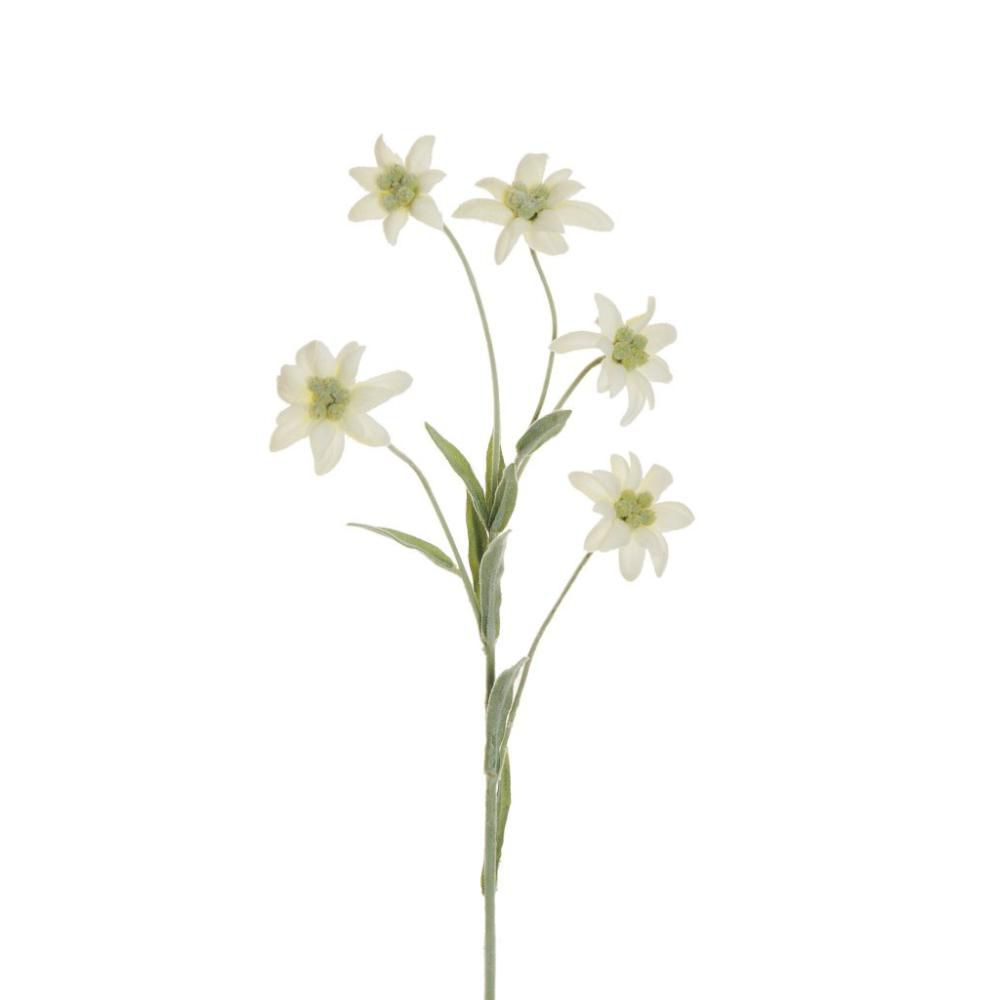 HELLEBORUS SPRAY 5X CM.62 BIANCO HELLEBORUS SPRAY 5X CM.62 BIANCO