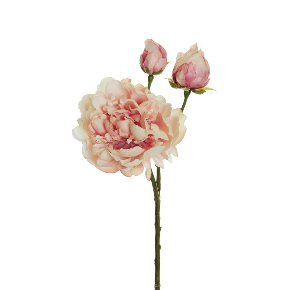 PEONIA SPRAY 3X 1F+2B CM.60 CREMA/ROSA ANTICO