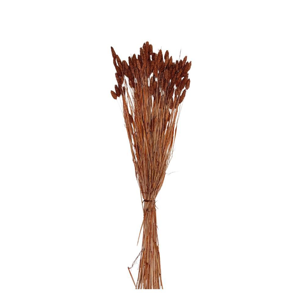 POA PHALARIS GR.100 60-70 CM BORDEAUX