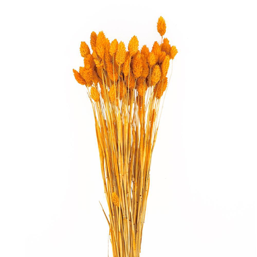 POA PHALARIS GR.100 60-70 CM NATURALE/ARANCIONE CHIARO
