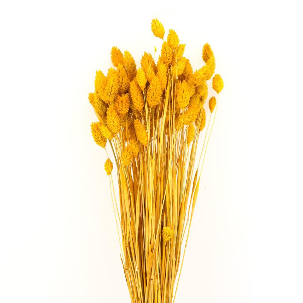 POA PHALARIS GR.100 60-70 CM NATURALE/GIALLO