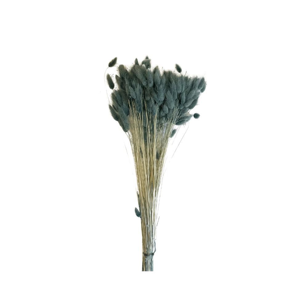 LAGURUS IN BUSTA A CONOGR.100 CM.60-70 PETROLIO