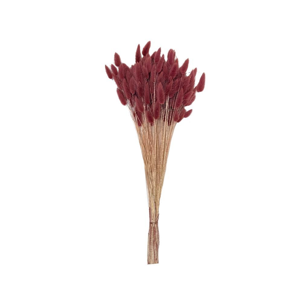 LAGURUS IN BUSTA A CONOGR.100 CM.60-70 VINACCIA