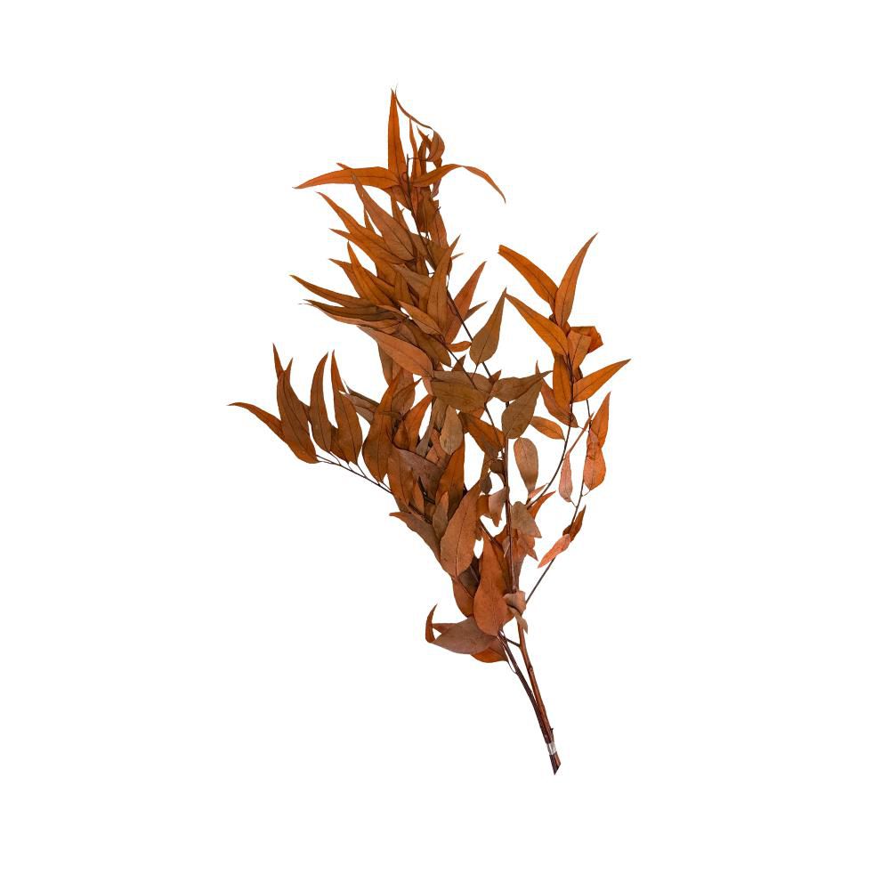 EUCALYPTUS WILLOW PRESERVATO GR.100 CM.75 ARANCIO EUCALYPTUS WILLOW PRESERVATO GR.100 CM.75 ARANCIO