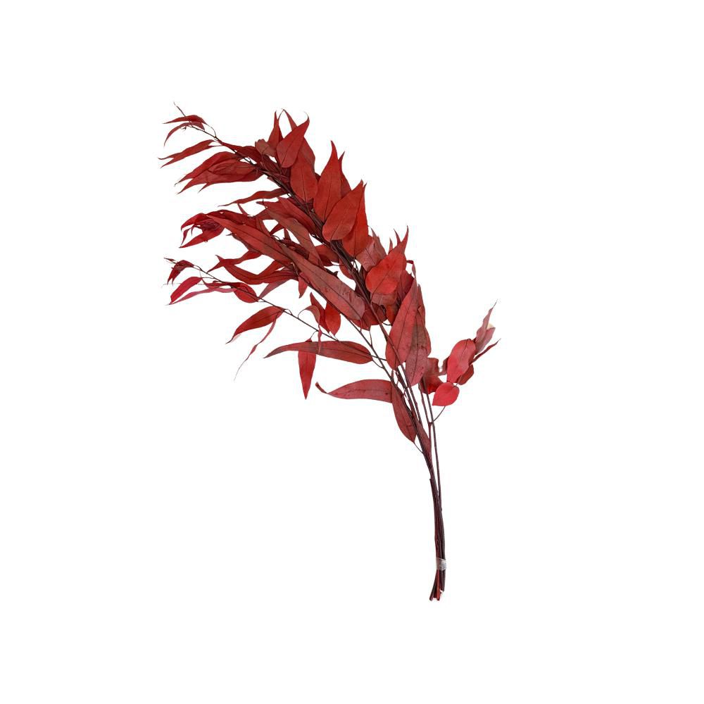 EUCALYPTUS WILLOW PRESERVATO GR.100 CM.75 ROSSO EUCALYPTUS WILLOW PRESERVATO GR.100 CM.75 ROSSO